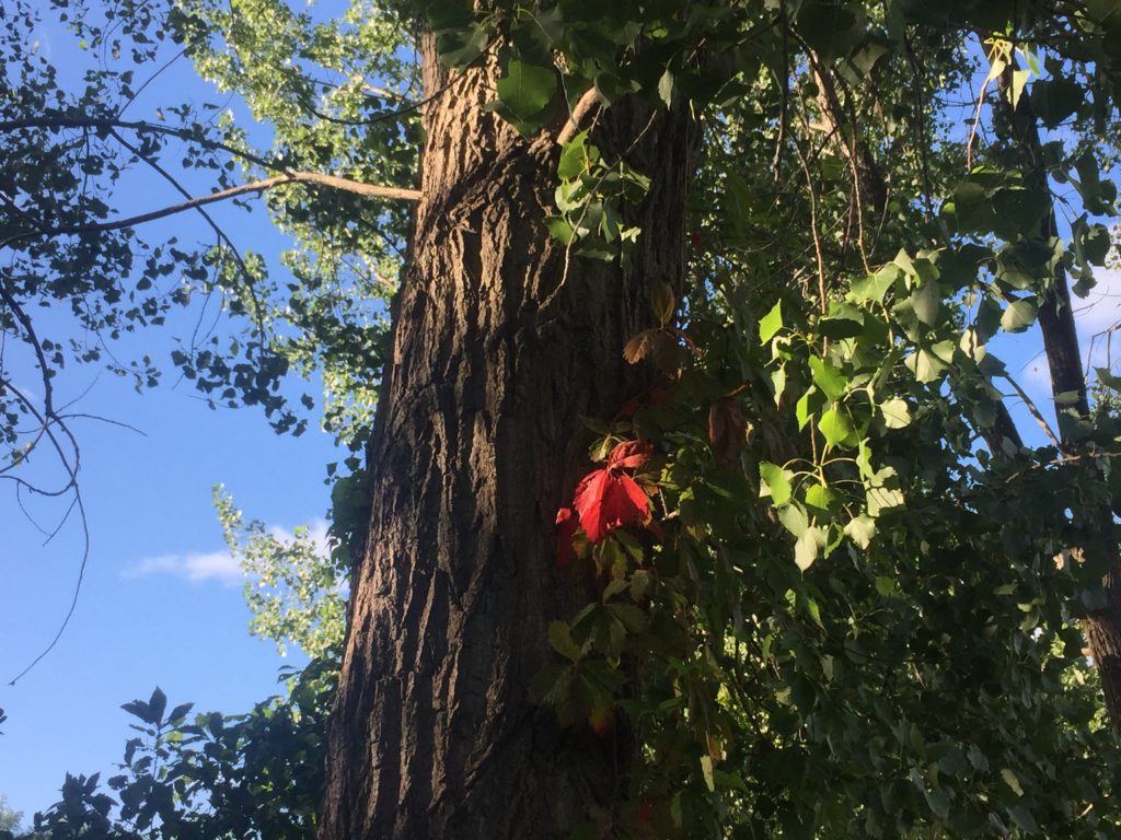 Environnement, arbre, feuille rouge