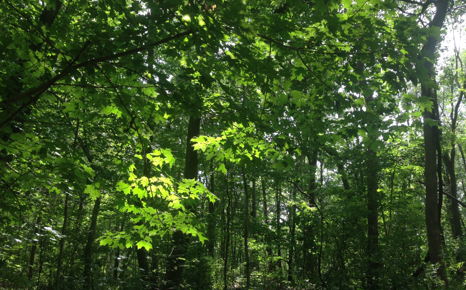 Nature, Arbre, Forêt verte