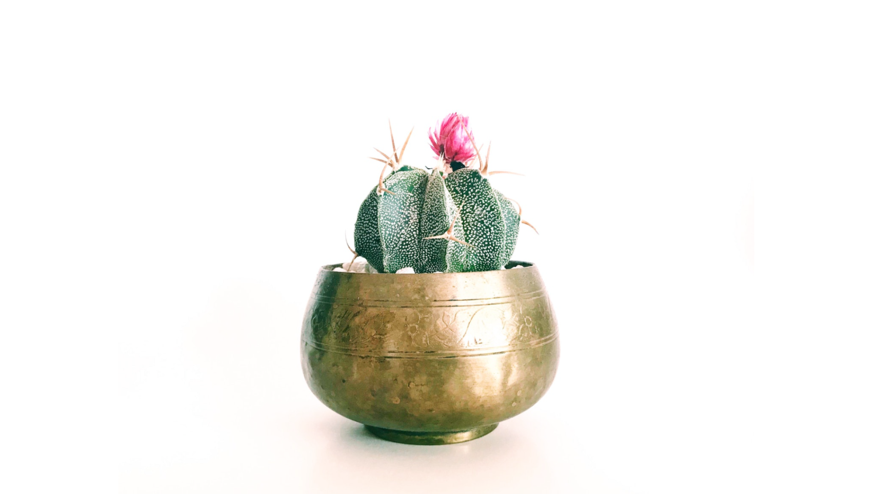 Bol tibétain doré avec une fleur de cactus rose