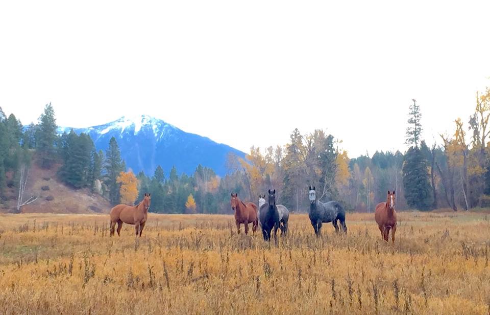 Chevaux sauvages à Idéal Society