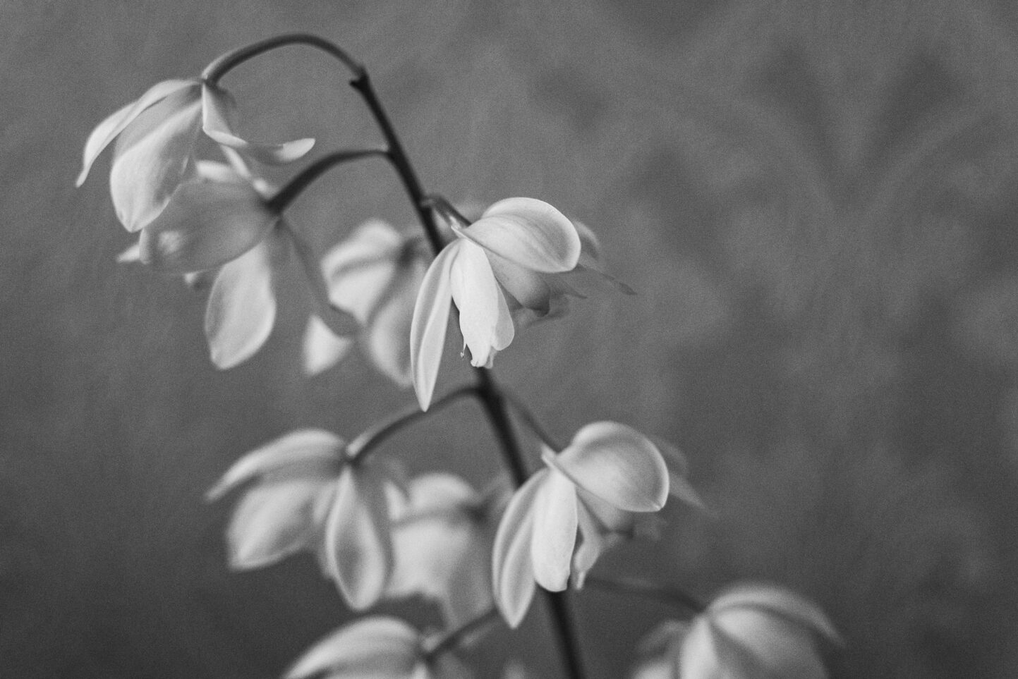 Les 4 étapes du deuil représentait avec des fleurs blanches